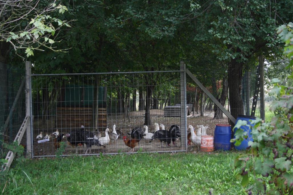 I Guardiani Bed & Breakfast Carlino Dış mekan fotoğraf