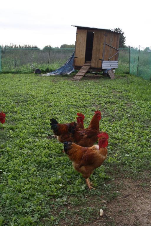 I Guardiani Bed & Breakfast Carlino Dış mekan fotoğraf